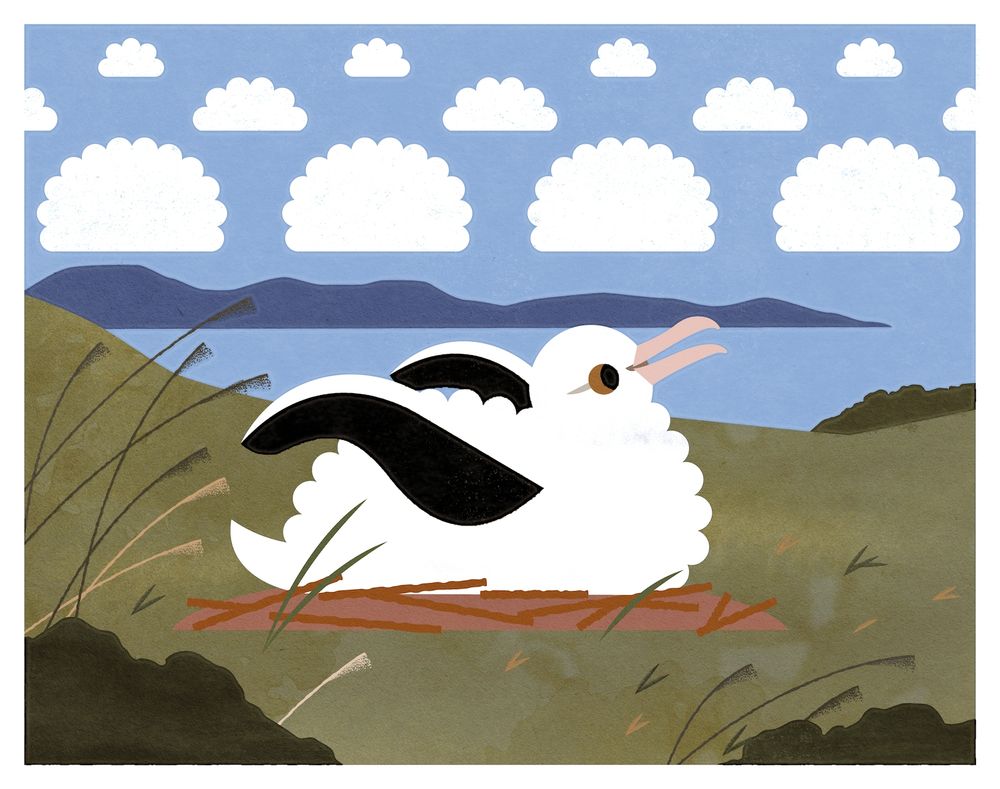 Flat illustration of a very fluffy Royal Albatross chick sitting on top a nest. A cloud pattern in the sky appears to be the the same albatross fluff! 