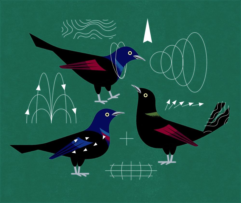 A flat illustration of 3 Common Grackles with magnetic fields/interpretive patterns surrounding them