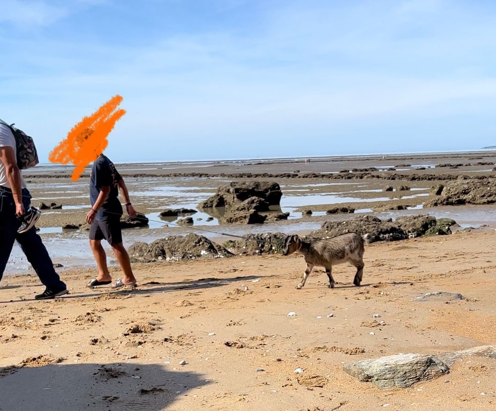 Photo d’un mec en train de promener une chèvre en laisse à la plage (si si, c’est vraiment ça)