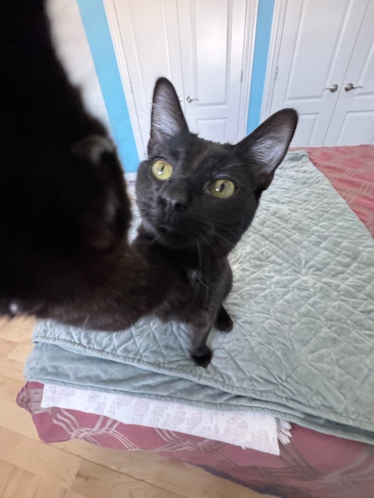 Black cat reaching a paw towards camera