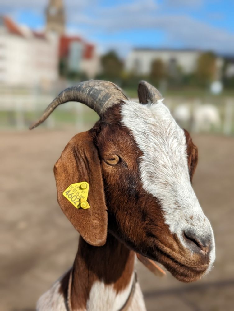 Ziege guckt nachdenklich zur Seite.