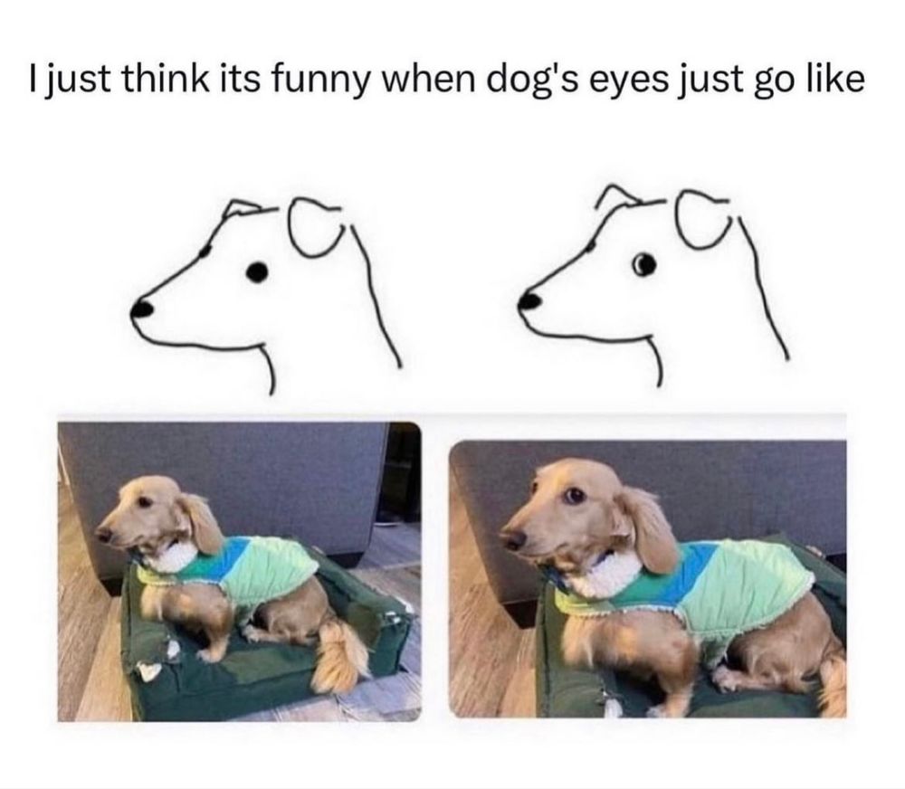 Hund guckt zur Seite.