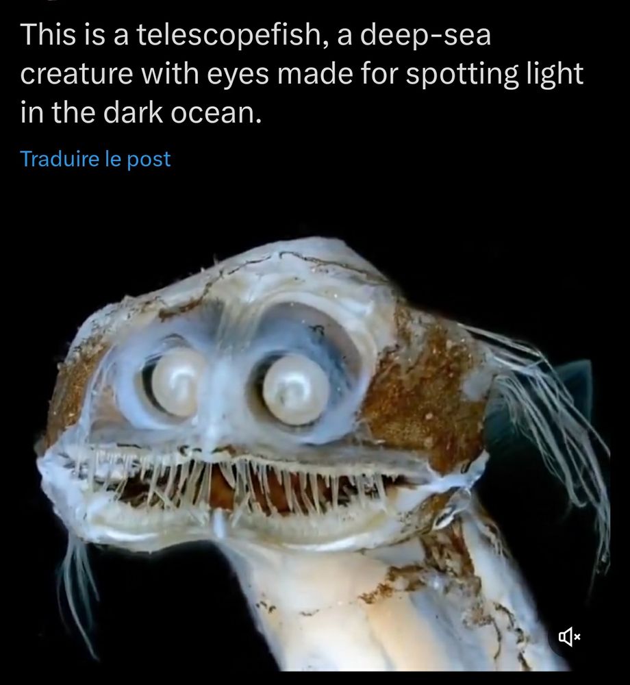 Capture d'écran d'un poste qui parle d'un télescopefish, une très étrange et très moche créature marine avec une bouche large plantée de plein dedans en aiguille, des tranches d'oreilles filamenteuses blanches, et des yeux ronds comme le devant d'une paire de jumelles blanches avec un cou blanc épais. Pour sa silhouette générale on dirait la tête de falcor dans l'histoire sans fin. 
