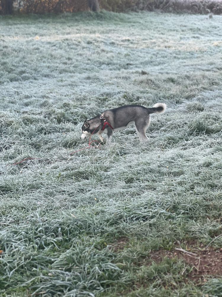 A husky standing in a frosty yard.