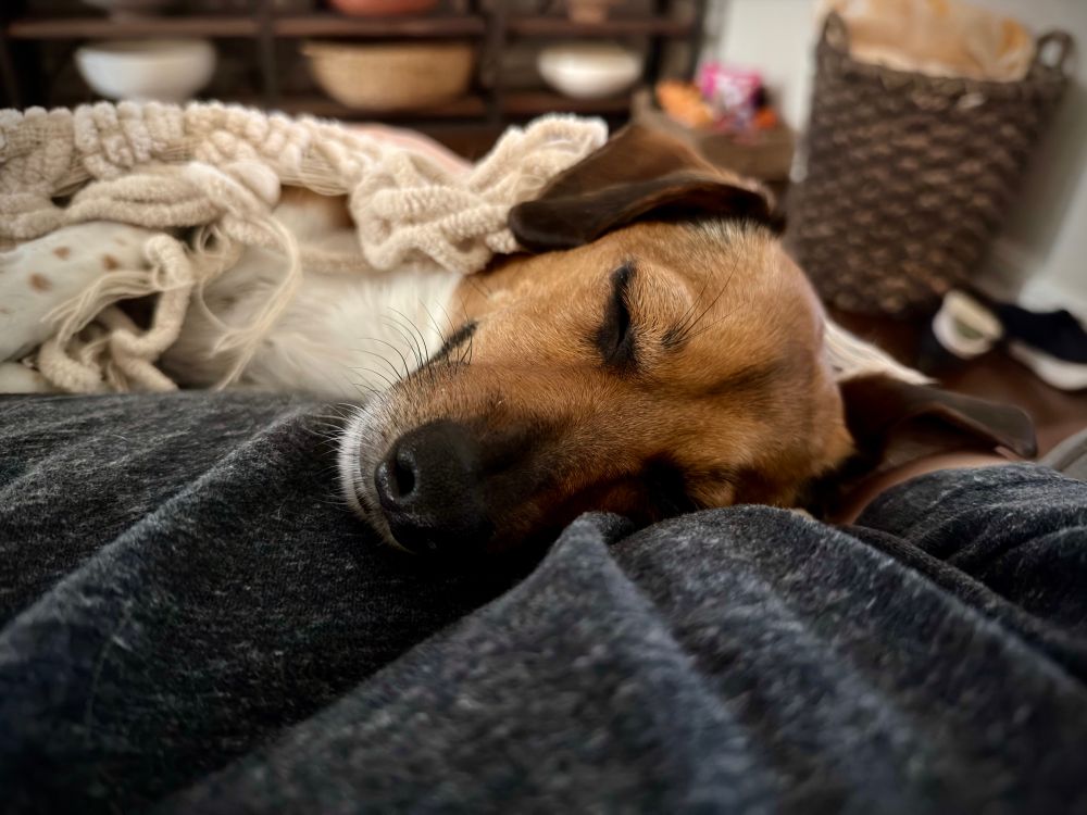 A dachshund naps on my chest. She is mostly covered by a blanket. 