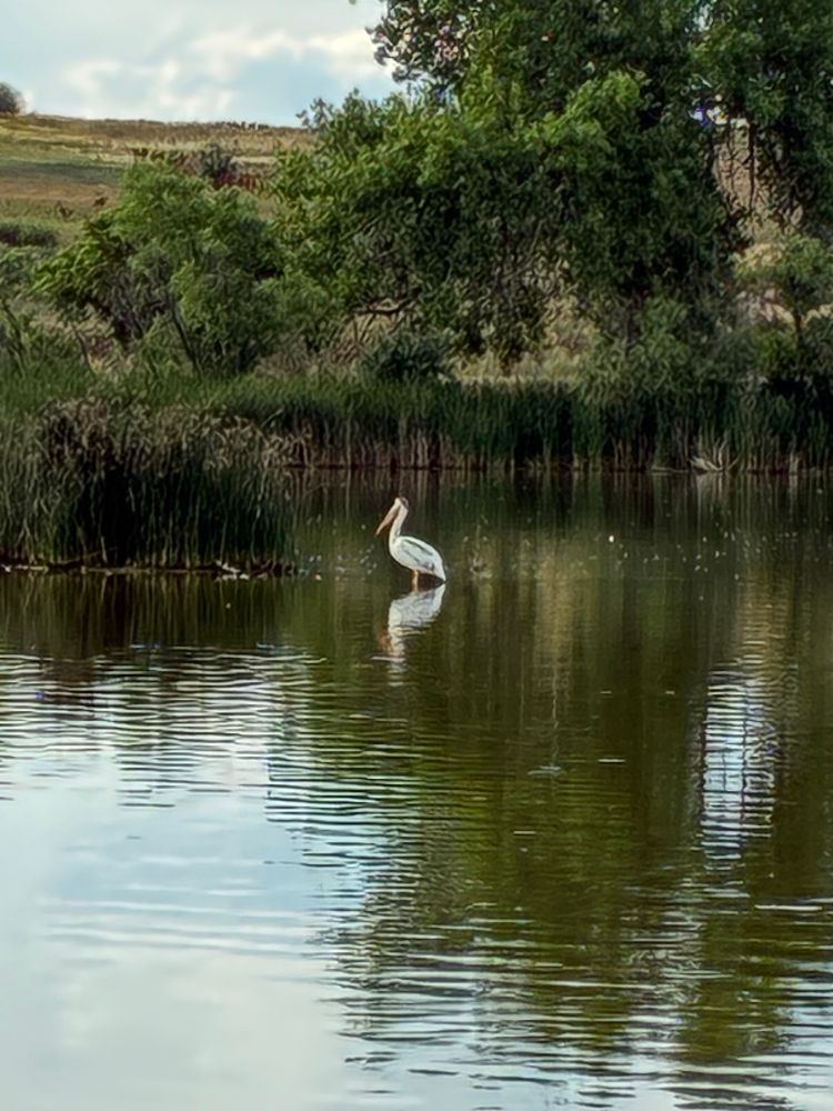 an american white pelican in profile. standing in a shallow area of a pond. lots of greenery around