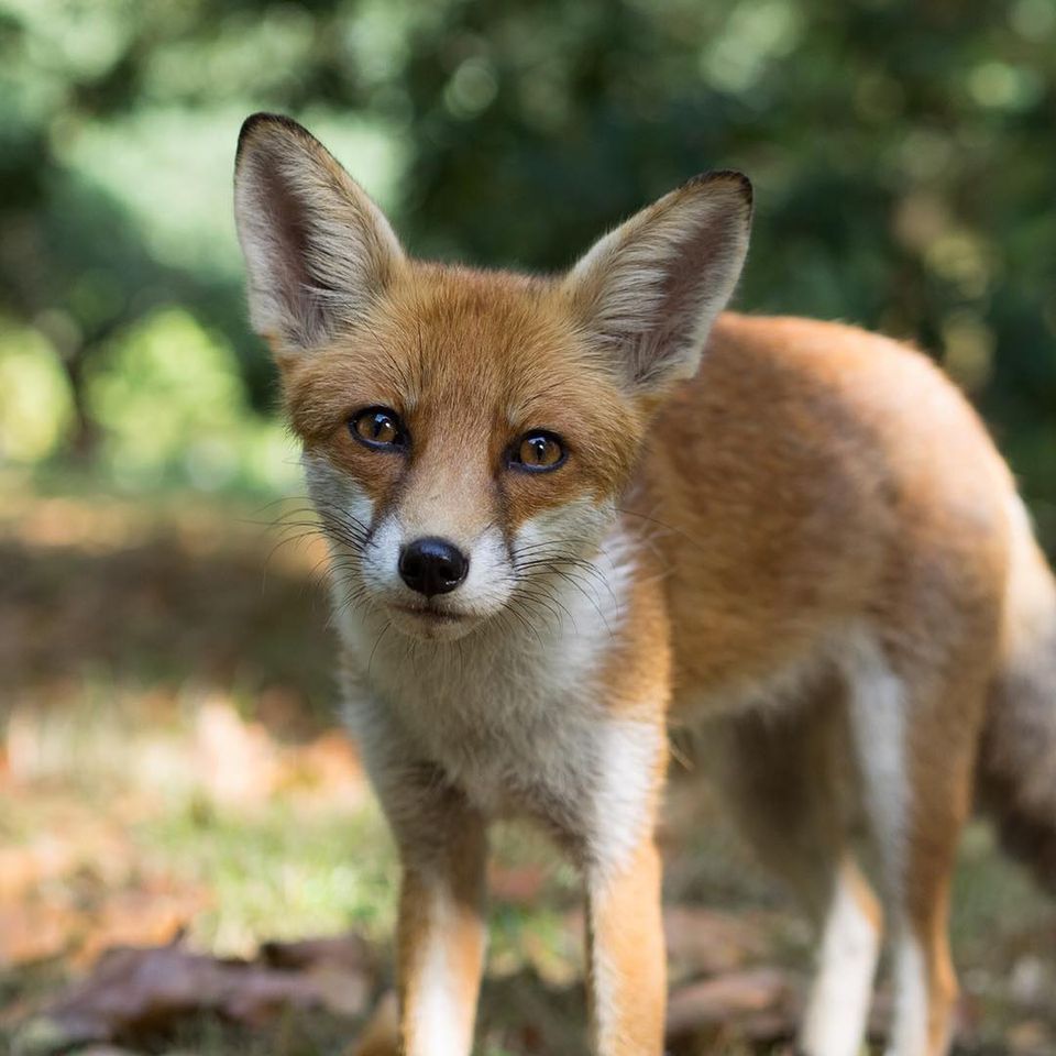 A picture of a red fox staring at the camera in a forest, most of which is out of focus. Its head is tilting slightly to the right.