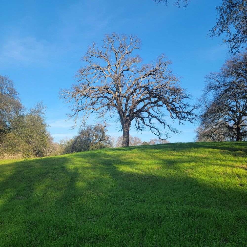 A beautiful blue oak with fractal branches at the top of a grassy green hill.