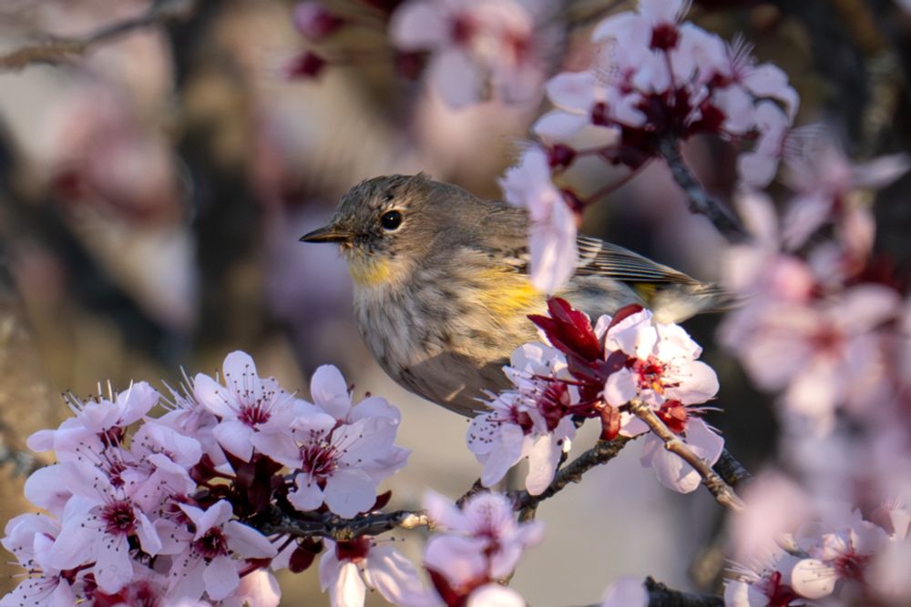 Yellow rumped warbler perched in a cherry blossoms tree
