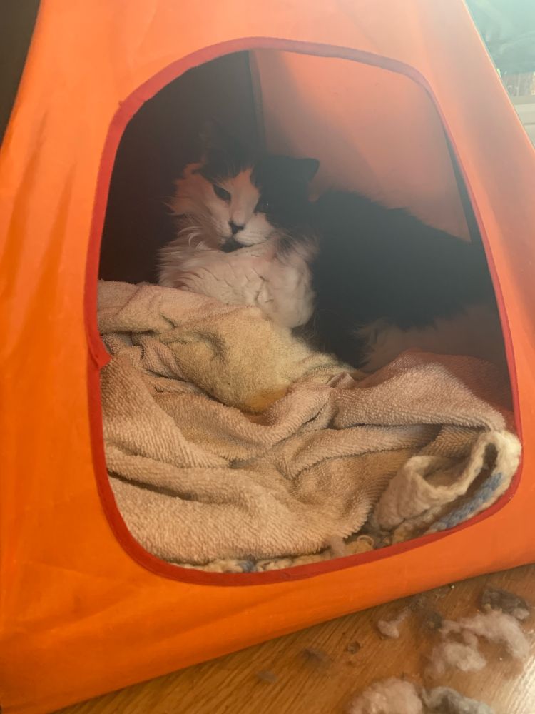 Black and white long hair cat inside a mini orange tent
