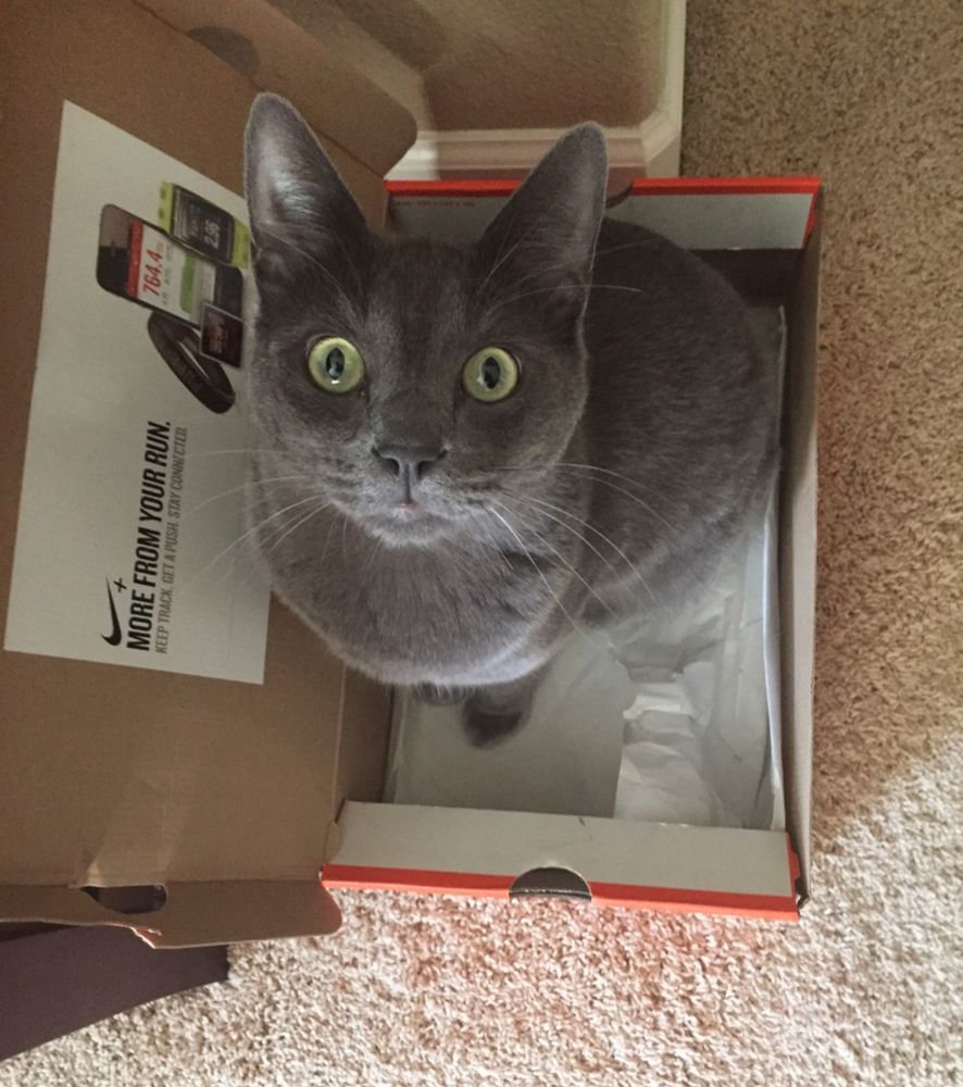 Cat sitting in a shoebox