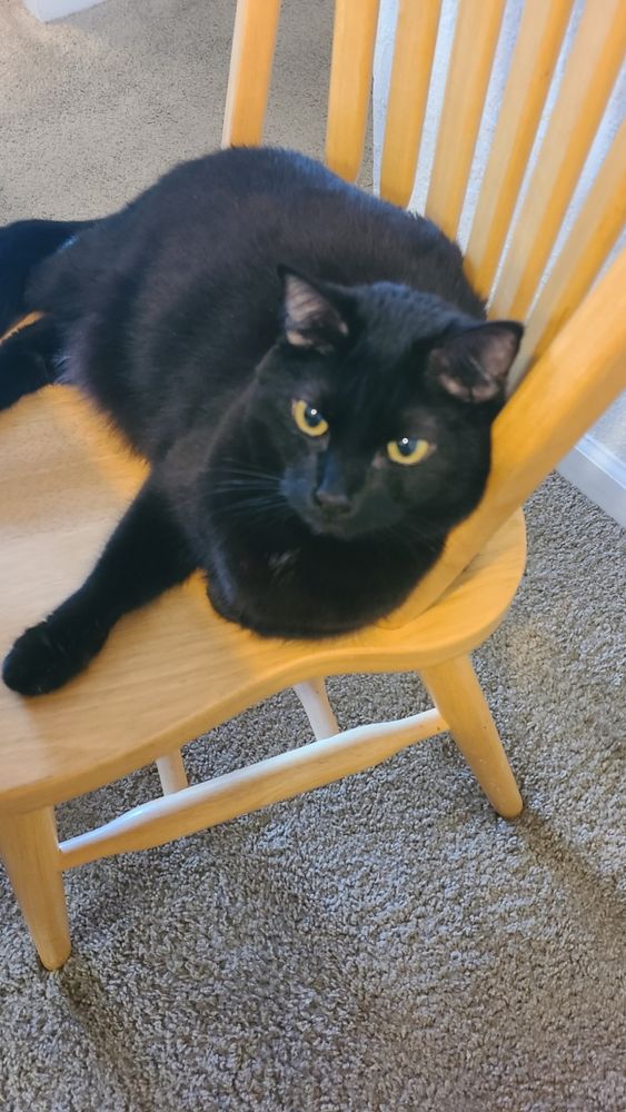 A black cat sits in a chair while staring at the photographer.