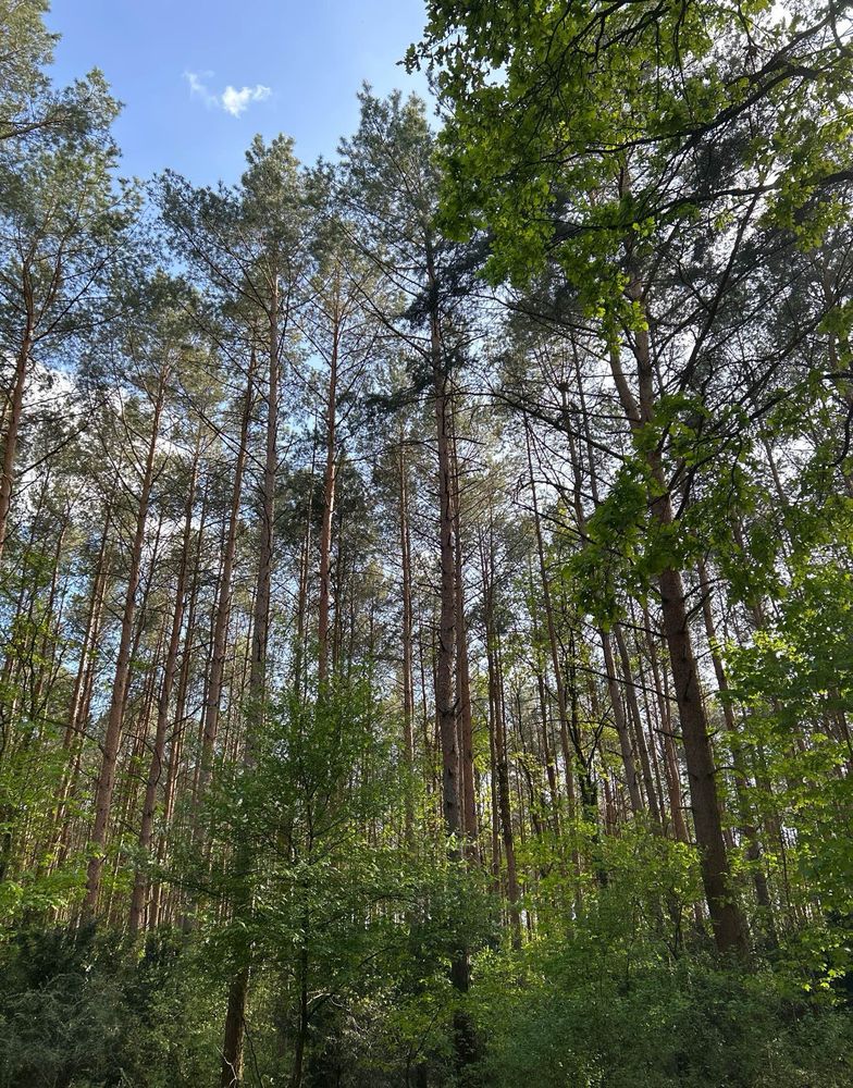 Ein Foto von Bäumen in einem Wald, die grün in den azurblauen Himmel ragen. 