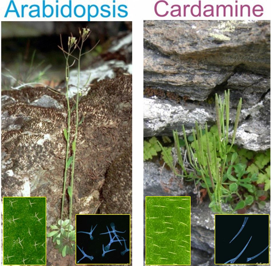 Arabidopsis & Cardamine pictures of fruiting plants and details of leaf trichome patterning for each species 