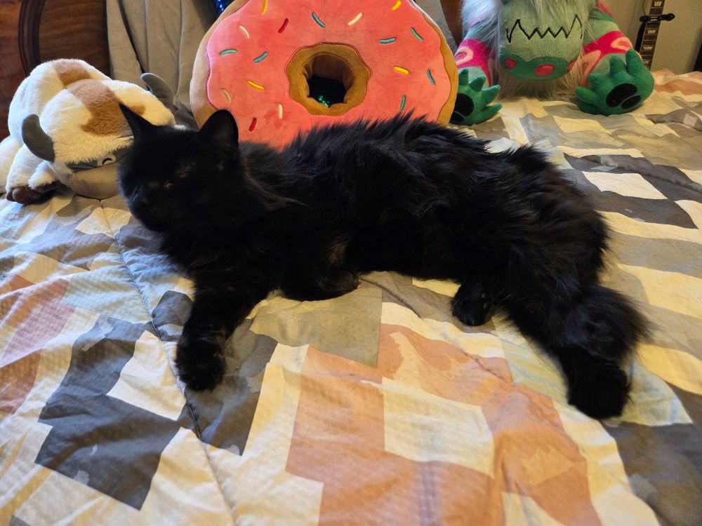 A long-haired black cat lying on a bed in front of a donut pillow and a couple pop culture plushies.