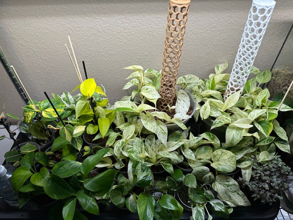 An overhead view of the plant shelf. There are many cultivars of pothos visible, ranging from dark green to neon and white-splashed. 