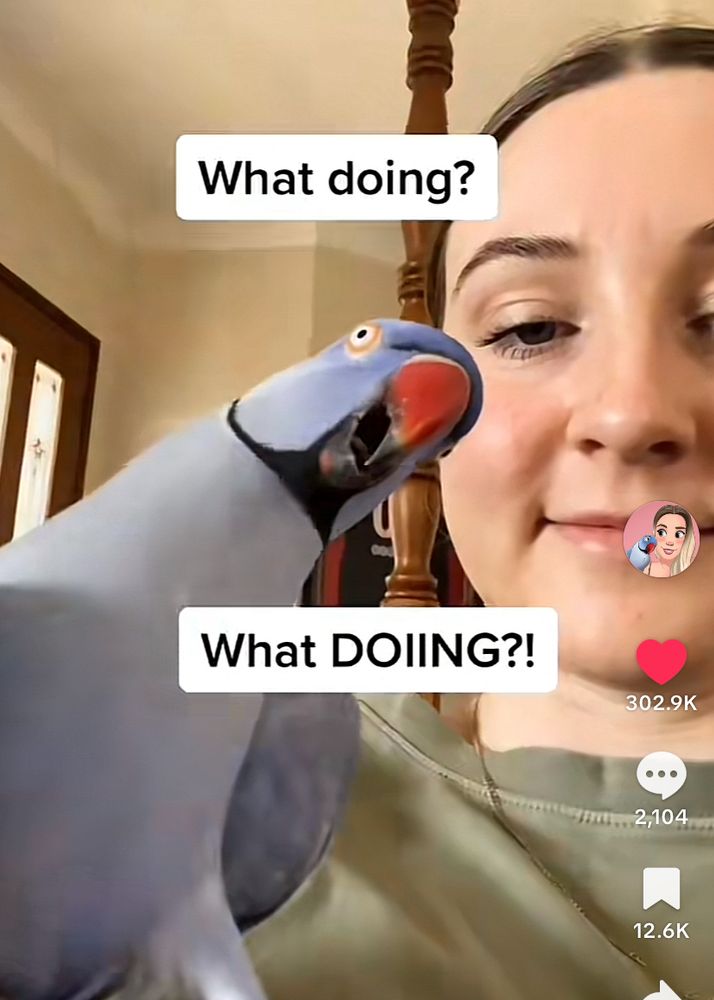 A blue ringneck fancy parrot and his mom are posing for the camera. Hamlet the bird is saying WHAT DOIN WHAT DOIING?! 