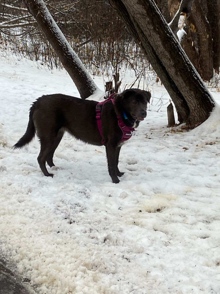 Ezri’s is a big gray puppy with floppy ears. She’s standing on a snowy trail, amidst some trees. 