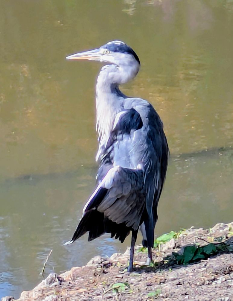 A heron standing by the water in Regents Park, London.