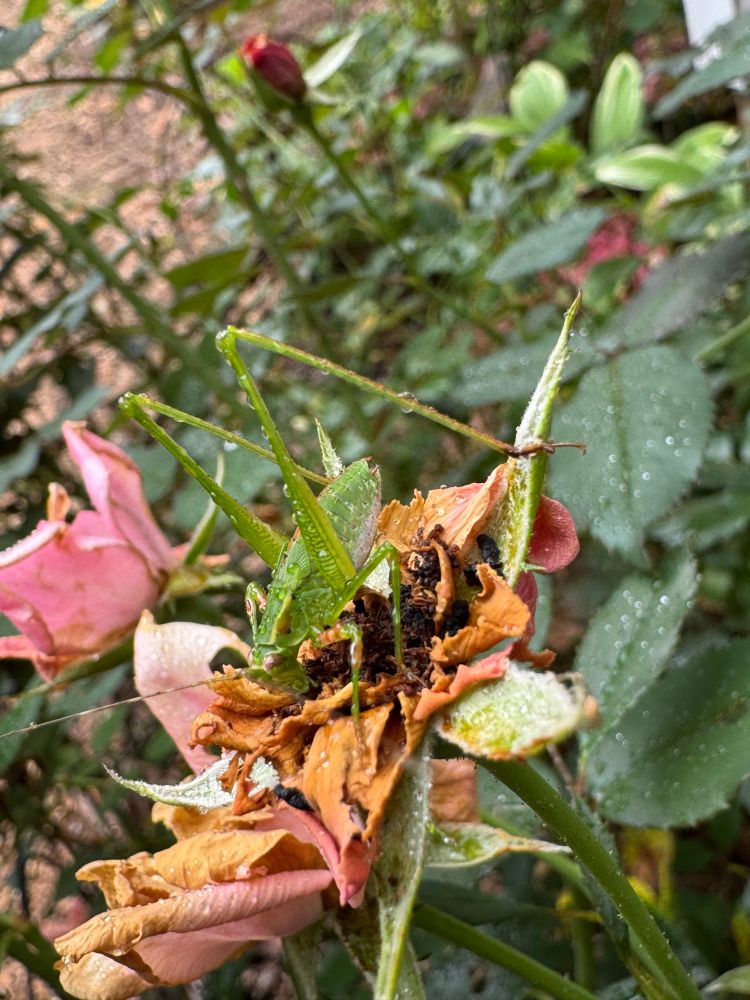 A young katydid chewing on the petals of a wilted rose