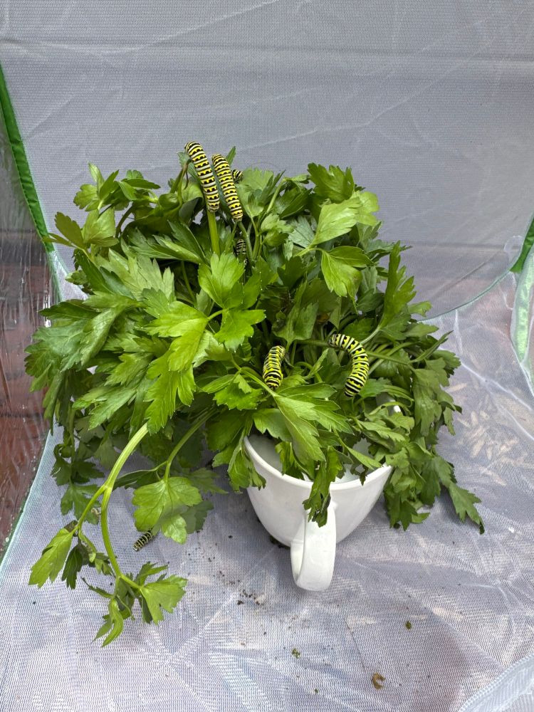 Caterpillars on a bunch of parsley in a mug