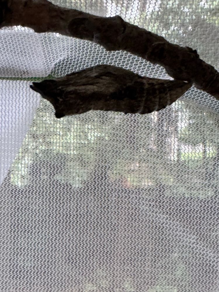 A now brown, leaf looking chrysalis