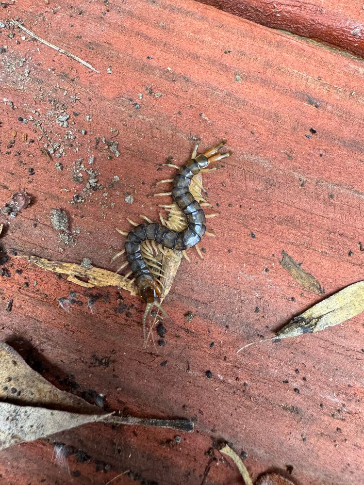 A centipede on red stained wood