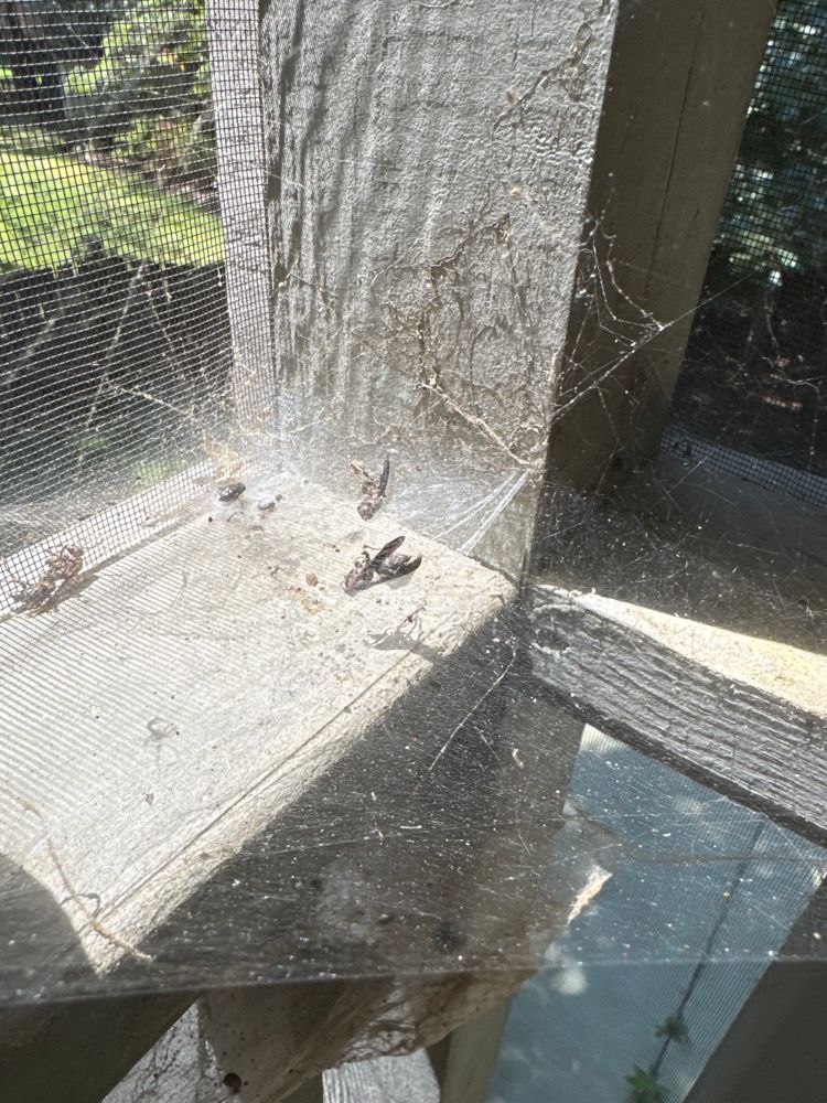 A cobweb with several wasps and flys stuck in its web. 
Good job little gal. Sorry I have to clean up your work.