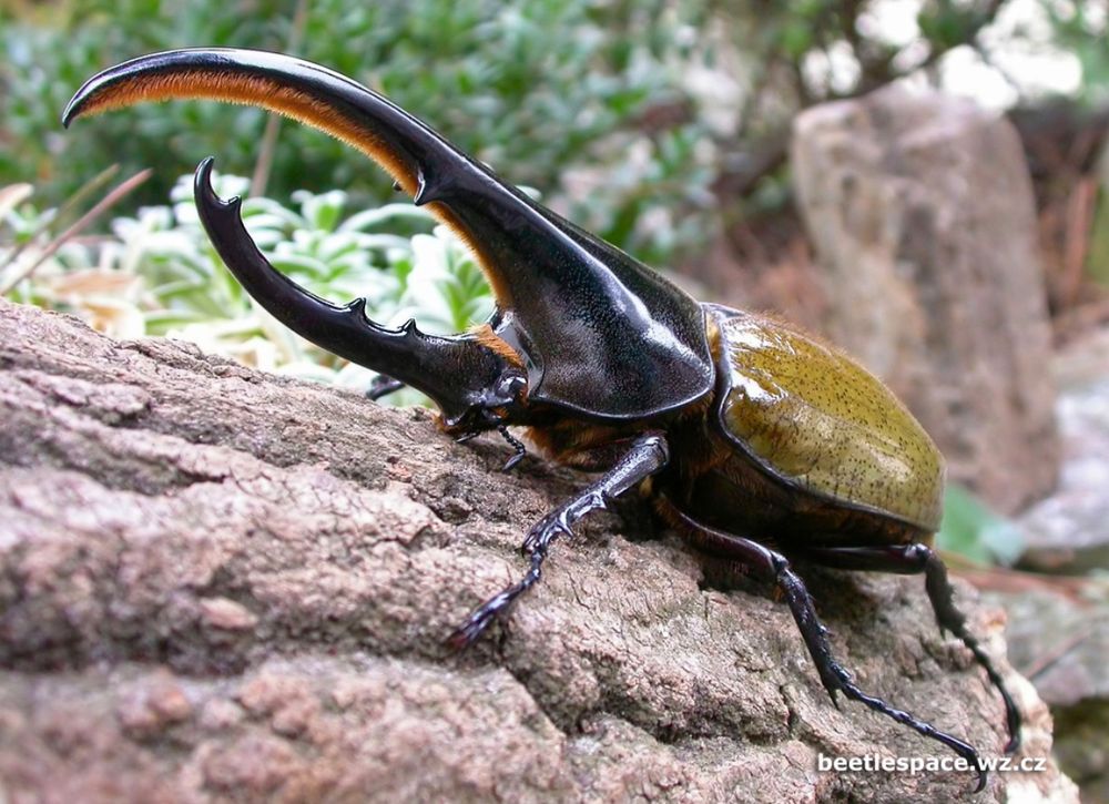 Photo of a large Hercules beetle