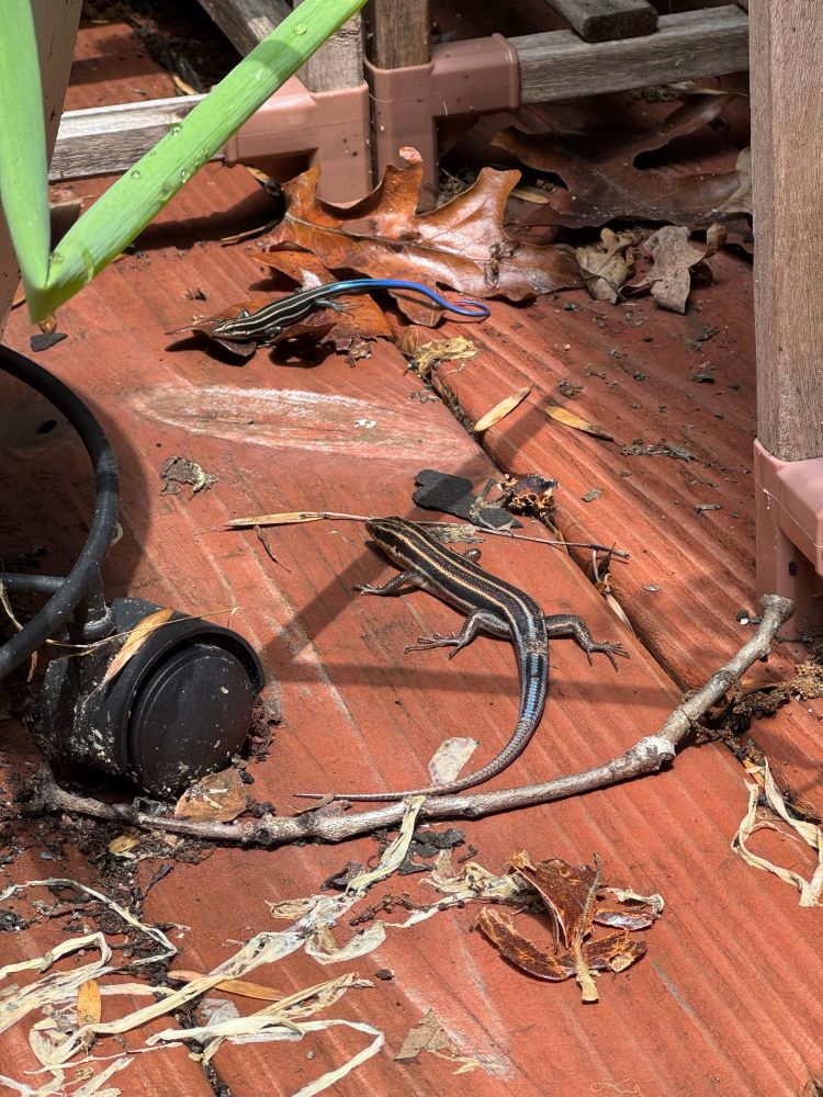 Two blue tailed skinks. One is significantly larger than the other. The larger one’s tail is more faded and scarred. Part of it looks as though it may have grown back at some point. The smaller has a very bright, almost metallic looking blue tail.