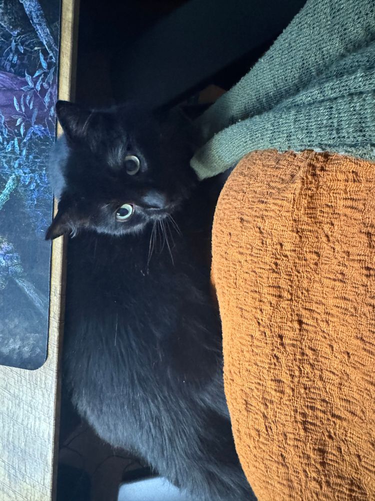 A black fluffy cat in my lap