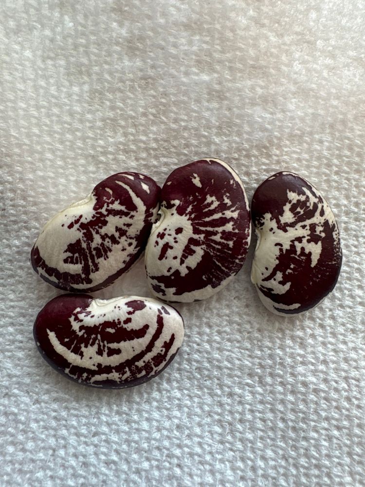 Thick, dark red and white striped beans