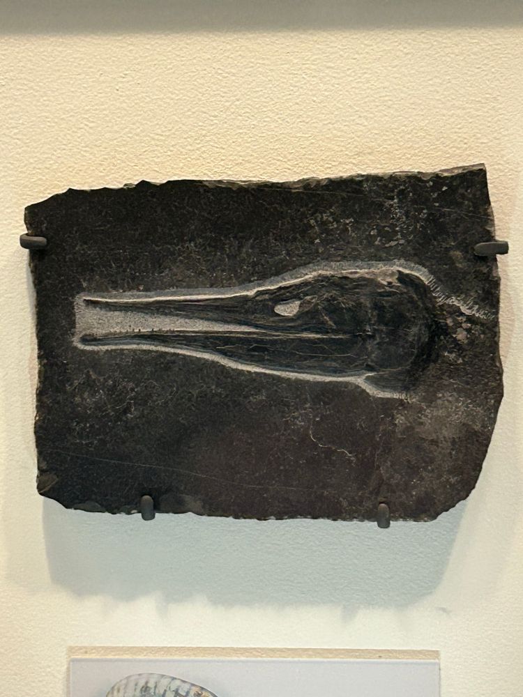 Fossilized skull of the ray-finned fish Saurichthys 