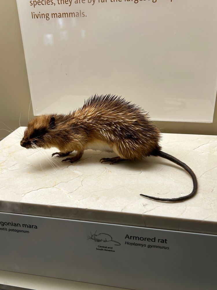 Armored rat mount, photo by Jack Stack 
