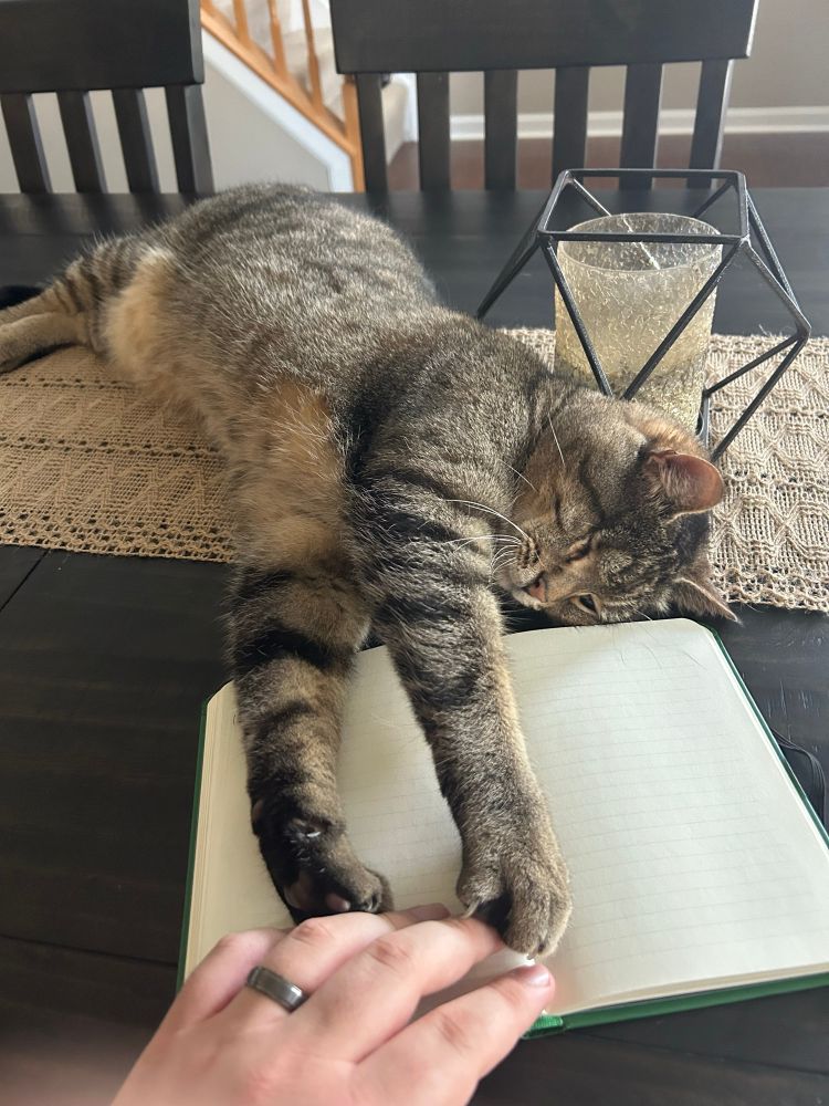 Kitten grabbing my notebook