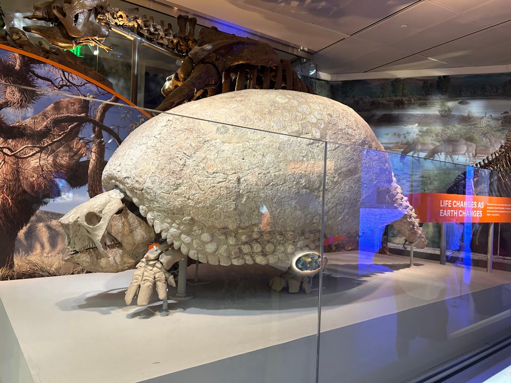 Glyptodont mounted at the Smithsonian 