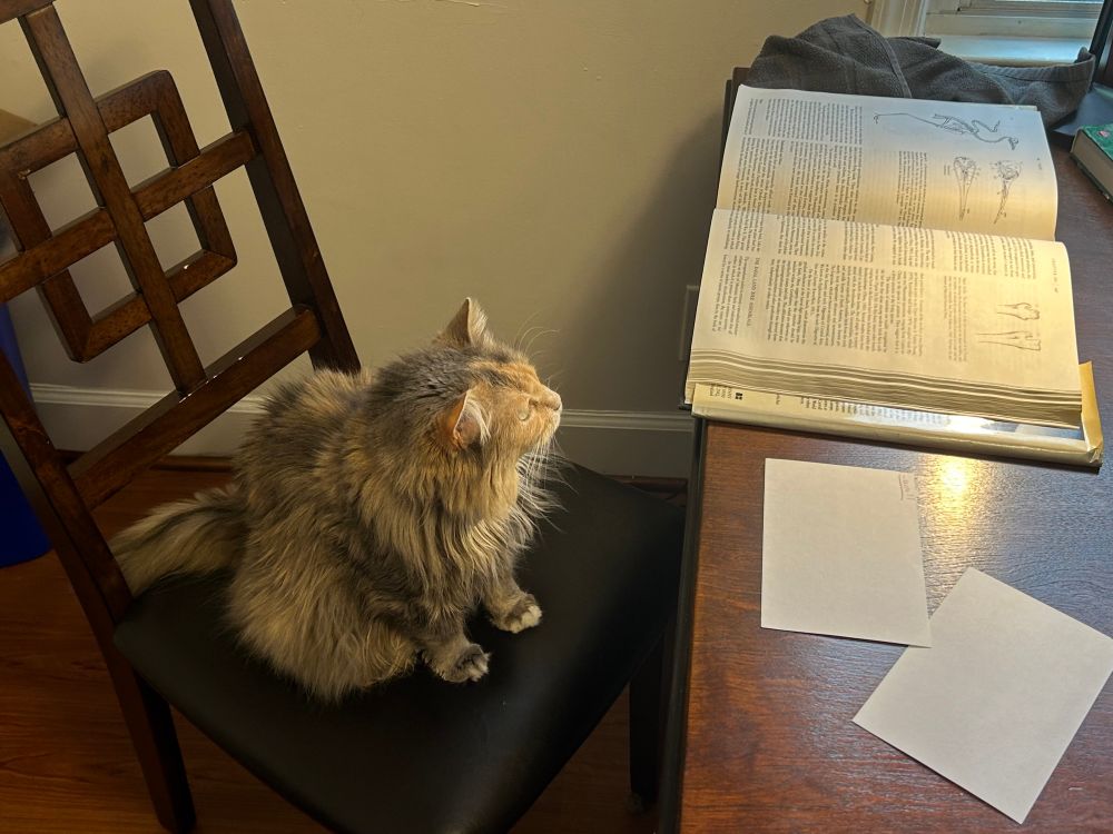 My cat sitting at my kitchen table 