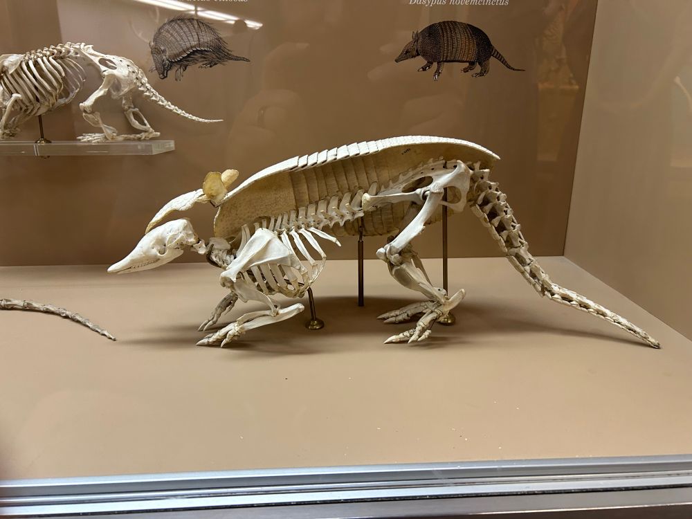 Armadillo skeleton showing armor in profile. 