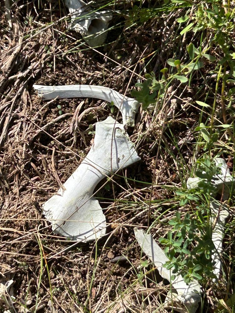 Bones