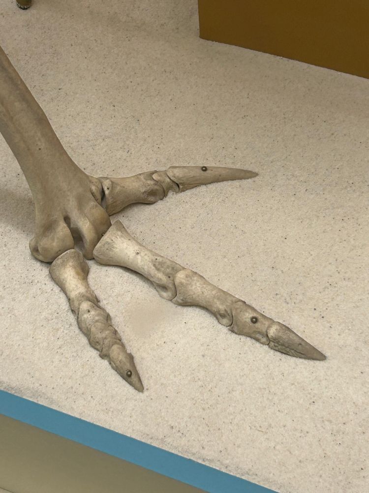 Foot of the cassowary showing the enlarged toe claw. Photo by Jack Stack