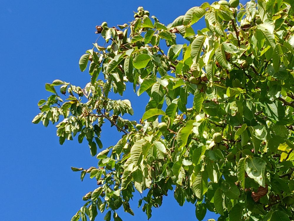 Noci. Ancora sull'albero. Per poco.