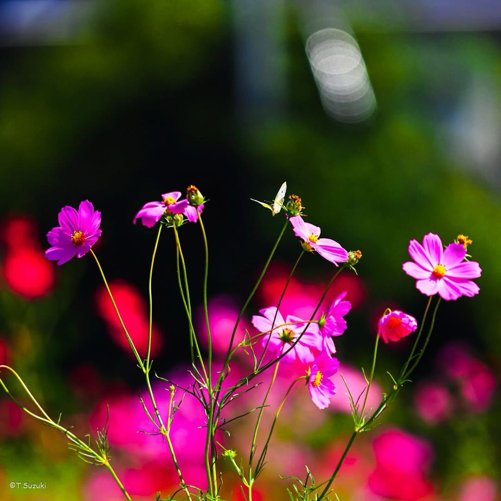 Flowers and a butterfly 
花と蝶