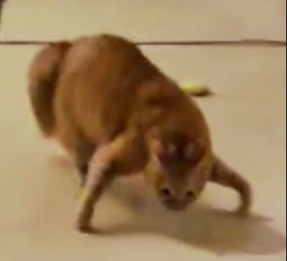 Orange cat in a very bad resolution picture doing a weird indescribable ninja pose, looking up menacingly at the camera ; on the floor behind it there's a glimpse of a banana.

Gato naranja en una imagen de muy mala resolución haciendo una pose ninja extraña e indescriptible, mirando amenazadoramente a la cámara; en el suelo detrás de él se ve un plátano.

非常に解像度の悪い写真のオレンジ色の猫が、何とも言えない奇妙な忍者のポーズをとり、威嚇するようにカメラを見上げています。 その後ろの床にバナナがちらっと見えます。