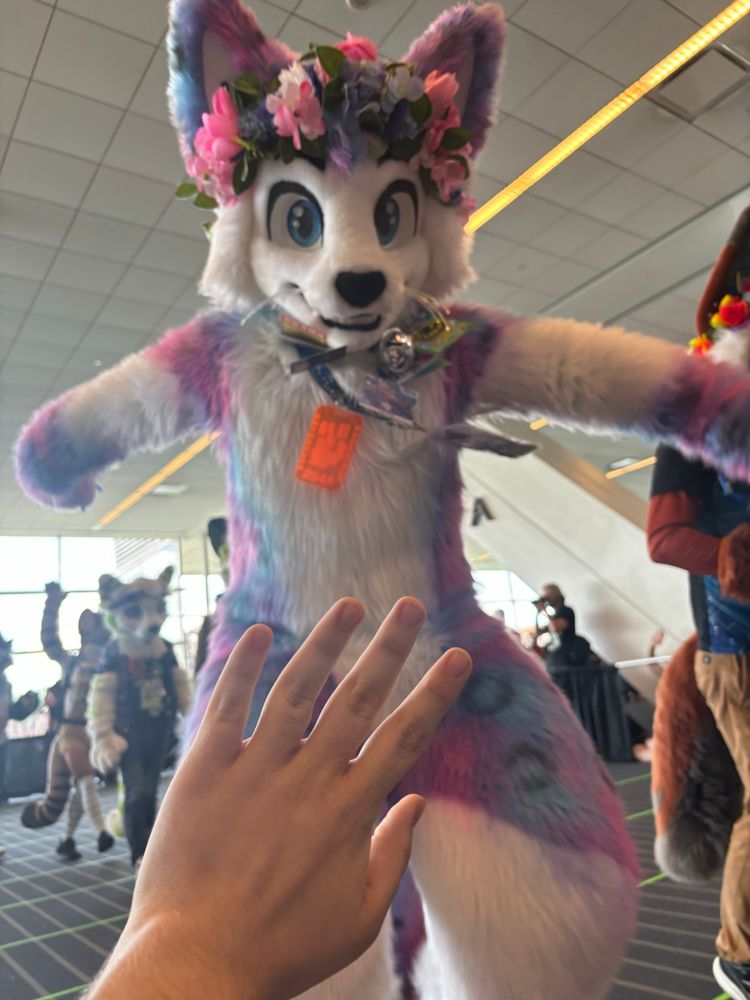 Astra running towards the camera, a hand is extended to boop the snoot. 