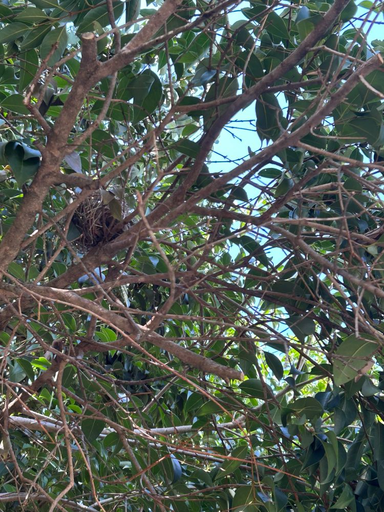 A little bird’s nest tucked on a low branch of a tree.
