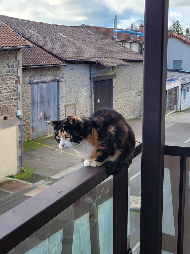 Chatte tricolore sur une rambarde de balcon, très attentive aux événements.