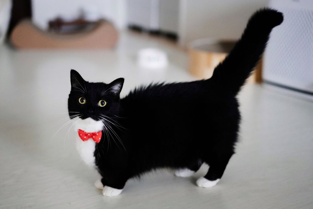 A black and white cat with a puffed tail and red bow tie, looking fierce but cute.
