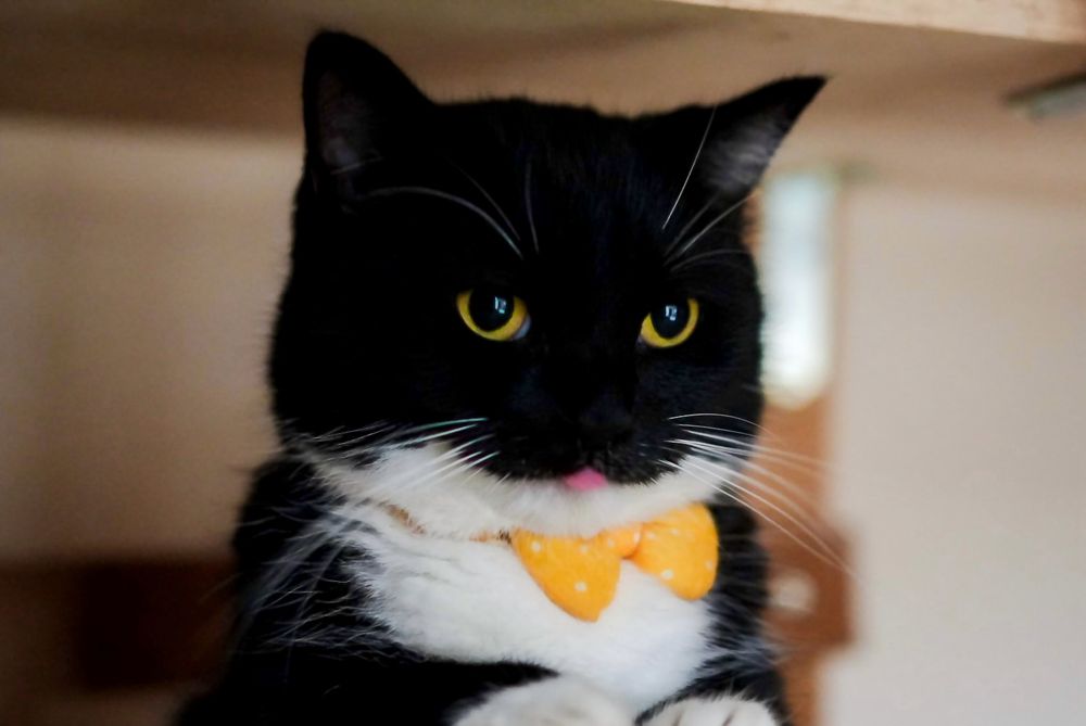 A black and white cat with bright yellow eyes and a tiny pink tongue sticking out, wearing a yellow polka dot bow tie and looking adorably serious under a cat tower. A perfect little blep.