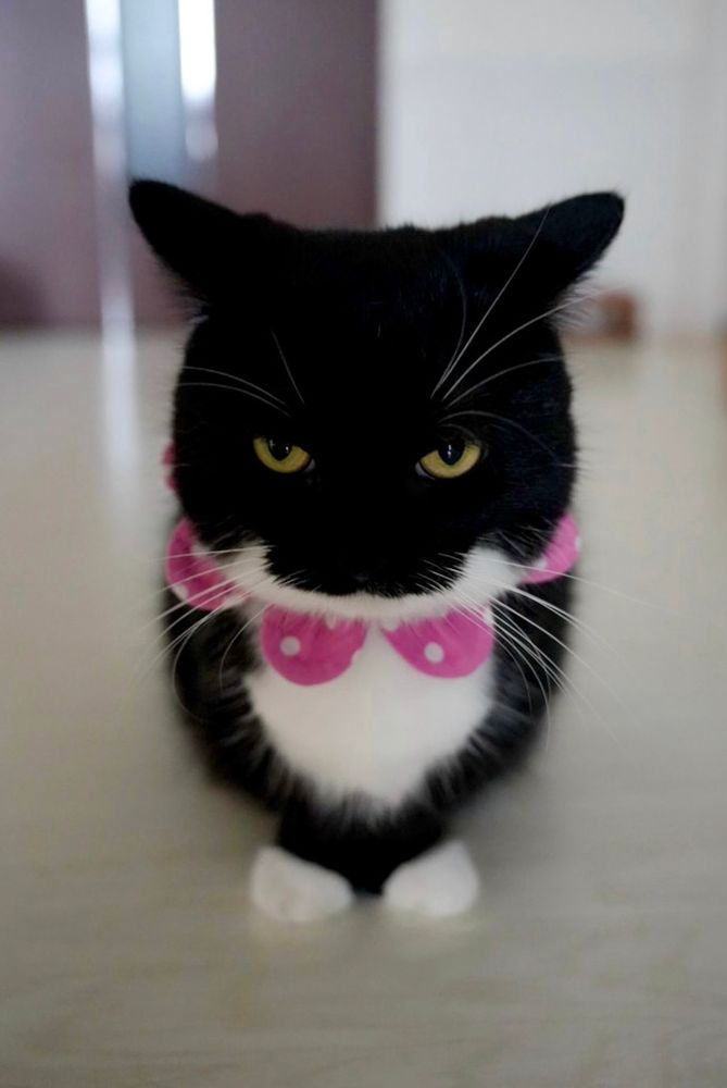 A black and white cat with a serious expression sits on the floor, wearing a pink polka-dot collar. The cat looks a little mad — but still irresistibly cute.
