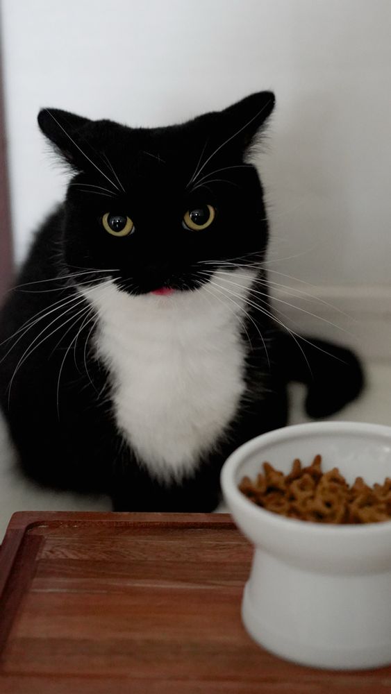A black and white cat with flattened ears and a tiny bit of tongue sticking out, sitting in front of a bowl of dry food, about to eat.